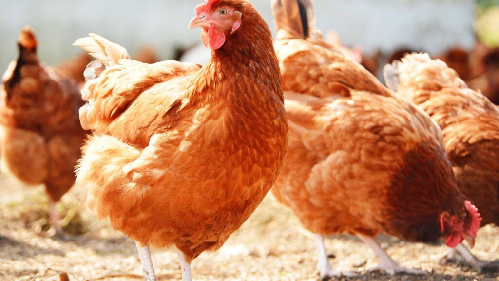 parasite control in poultry