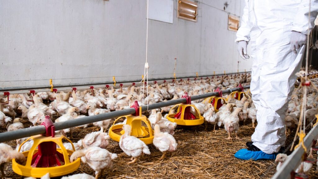 parasite infestations in the poultry industry